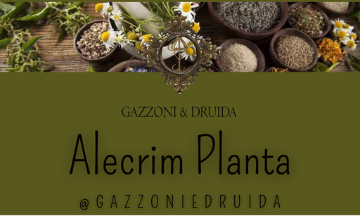 [ESS-HERB-02] Alecrim Planta
