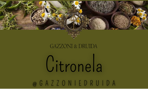 [ESS-HERB-10] Citronela